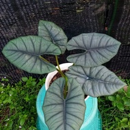 ALOCASIA BISMA RAWATAN