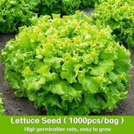 Lettuce Seeds - (1000seeds)Ramgo Lettuce Lollo Bionda Seeds