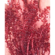 MICROALGAE FOR REEF TANK MARINE REDUCE NO3 AND PO4