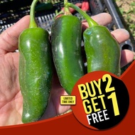 Jalapeno Grande Seeds - Giant Jalapeno Pepper Seeds - Jalapeno Seeds - Chili Pepper Seeds - Hot Pepp