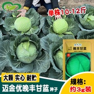 Late Kale Seeds Farm Pastoral Vegetable Garden Late Mature Autumn Kale Mixed Generation Knot Ball Fi