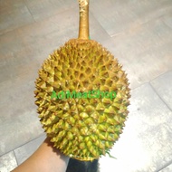 durian musang king utuh fresh malaysia 2 kg