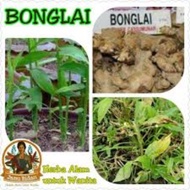 Pokok Bonglai/Herba..