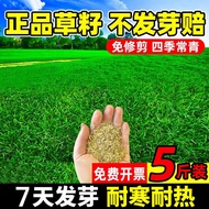 Lawn evergreen green carpet grass, rye, tall fescue, slope protection seeds, grass seeds