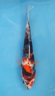 Ikan Koi Import Showa Isa (code7)