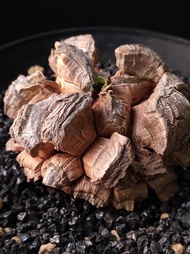 爆裂) 南非龜甲龍   6cm   連 花盆 塊根 植物 盆栽 Plant  caudex 非象牙宮【實拍。只此一盆】 👑 9年老店