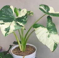 TANAMAN HIAS ALOCASIA VARIEGATA - SENTE VARIEGATA