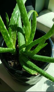 蘆薈幼苗，Aleo Vera