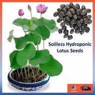 Seeds Mix Dwarf Bonsai Benih Lotus Water Lily Plant Bowl Bunga Teratai Garden Flower Pot Lotus Sleep