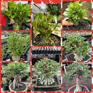 bibit adenium bonsai cabang seribu