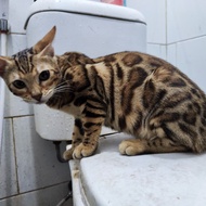 Kucing Bengal PED ICA