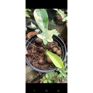 florida beauty variegated