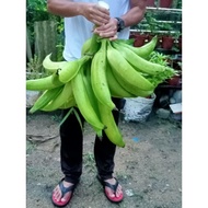 anak benih pisang tanduk (ready to pos)