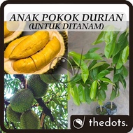 Anak Pokok Durian (Untuk Ditanam) Musang King / Tupai King / Duri Hitam Real Live Plant Pokok Hidup 猫山王榴莲 松鼠王榴莲 黑刺榴莲