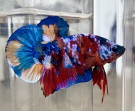 ikan cupang koi galaxy multicolor / multi color gold bukan nemo avatar