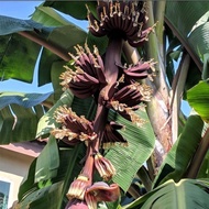Benih Anak Sulur Pokok Pisang Raja Udang Merah - Red Banana seedling plant