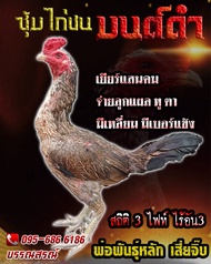 ไข่เชื้อไก่ชน  ลูกมหานคร+เยียร์ยุธยา เจ้าแสนคม รับประกันเชื้อ ร้านจัดส่งไว