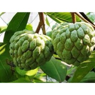 pokok buah NONA Cepat berbuah di tanam sbg tanaman pagar rumah