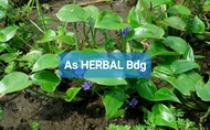 Eceng sawah tanaman eceng segar 500 gram-az