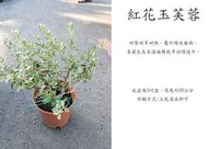 心栽花坊-紅花玉芙蓉/5吋/綠化植物/綠籬植物/觀花植物/售價120特價100