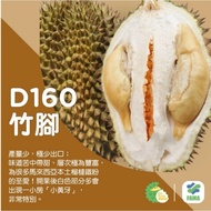 pokok durian tekka 竹脚 d160 3kaki lebih