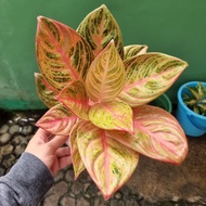 Diskon Tanaman Hias Aglaonema / Aglonema Maeswara / Maheswara Realpict