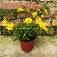 MM[flower live plant] Euryops chrsanthemoides kuning bunga potted plant 小黄花missy mossie