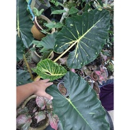 Alocasia guiniea gold 916 keladi emas 916