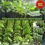 Grosir Bibit Pisang Raja Manten | Raja Ijo | Raja Temen Bibit Pisang