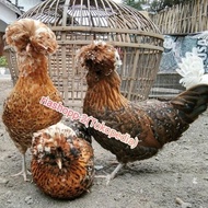 Ready Ayam Poland Jambul Dewasa Siap Produksi Jantan Atau Betina -Lapak Robi