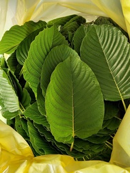 ใบกระท่อม ปทุม ใบรวม 1 กิโลกรัม kratom leaves 1 kg.