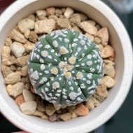 🌵多肉植物 - V兜（帶花園基因）｜無刺仙人掌🌵