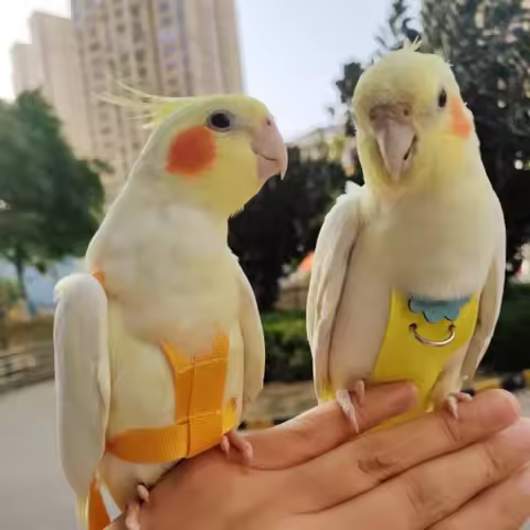 Parrot Diaper Harness Bird Clothes for Cockatiel Budgie Conure Flight Suit with Droppings Pad