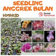 Anggrek Bulan Seedling - Seedling Anggrek Phalaenopsis