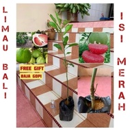 LIMAU BALI ISI MERAH KAWIN/HYBRID CEPAT BERBUAH / LIMAU BALI THAI