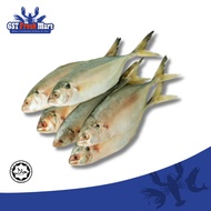 FROZEN IKAN SELAR UNCLEANED 1KG/PKT 冷冻色拉鱼 - GST FRESH MART