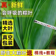 Extra Large Fresh Rice Dumpling Leaves 100 Pieces Natural Wild Rice Dumpling Leaves Wrapped Rice Dum