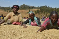 UNROASTED ETHIOPIA YIRGACHEFFE ARABICA COFFEE BEAN - 500 GRAM