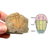 ธรรมชาติ Trilobite หาง Fossil ฟอสซิลโบราณวิทยาศาสตร์ชิ้นงานสอน Collection B6J7