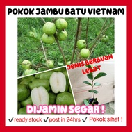 rina • anak pokok Jambu batu Vietnam (tiada biji) • seedless fruit sapling live plant pokok hidup fr