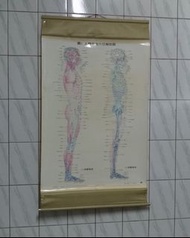 「人體側面穴位解剖圖：圖4」中醫穴道解剖掛圖—古物舊貨、懷舊古道具、擺飾收藏、早期民藝、海報掛軸、老醫院診所收藏