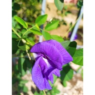 SET COUPLE 2 ANAK POKOK•“Bunga Telang Biru &amp; Ulam Tenggek Burung”