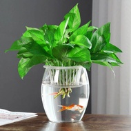 JIDIDIAO | Clear Cylindrical Glass Vase