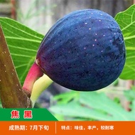Fig Tree Fruit Seedling Extra Large Four Seasons Pot with Fruit Field Cultivation Flower-Free Fruit 