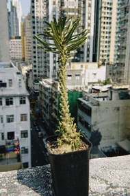 【特選品種】泡泡葉巨琉桑 Dorstenia gigas 'Bullata' | 葉片皺褶完美 塊根增粗快