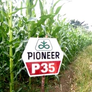 Benih jagung pioneer hibrida P35 1KG