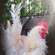 Ayam Hias (Ayam Serama/Ayam Kate/Walik/Ayam Pelung/Anakan Ayam)