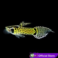 Guppy Mini Tiger Endler / Ikan Hias Air Tawar Aquascape