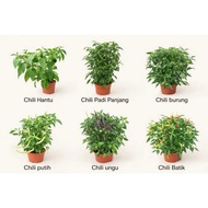 POKOK HIDUP CHILI PADI INDO/BURUNG/BATIK/HANTU/UNGU