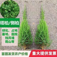 Tree Tree Pine Tree Side Cypress Tree Tree Pagoda Pine Cypress Tree Pine Cypress Tree Four Seasons E